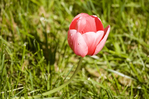 Red Tulip on Green Grass — Stock Photo, Image