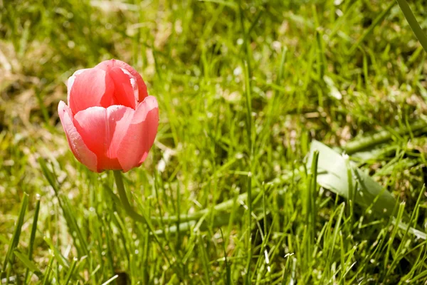 Tulipán rojo sobre hierba verde — Foto de Stock