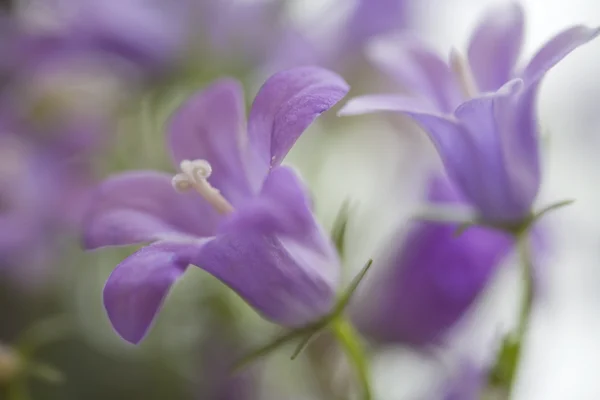 Zwei kleine violette Glocken — Stockfoto