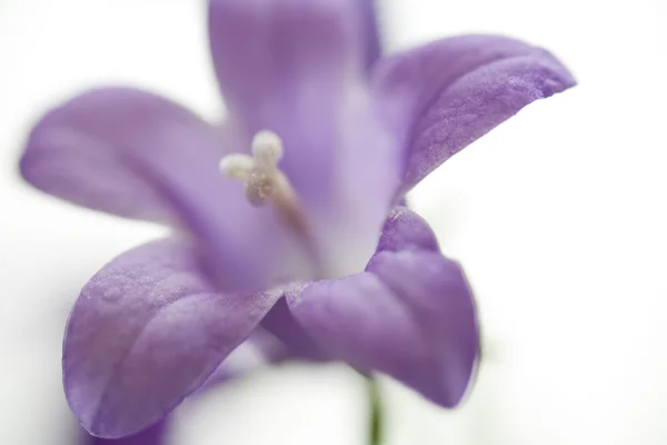 Kleine lila Glocke Blume auf weißem Hintergrund — Stockfoto