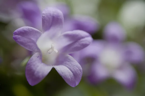 Zwei kleine violette Glocken — Stockfoto