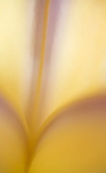 Fialový a žlutý iris makro — Stock fotografie
