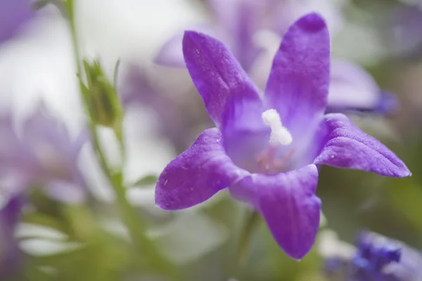 Small Purple Bell Flower — Stock Photo, Image