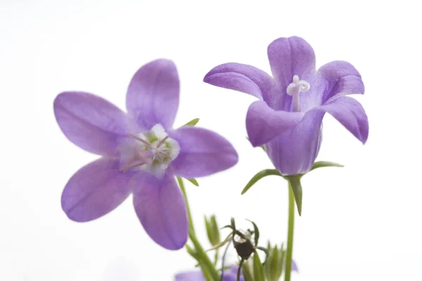 Two Small Purple Bells on White Background — Stock Photo, Image