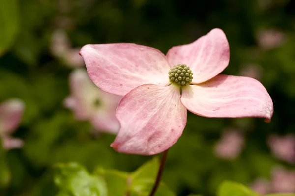 Hartriegel in rosa — Stockfoto