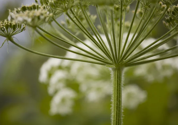 Queen Anne's Lace — Stock Photo, Image