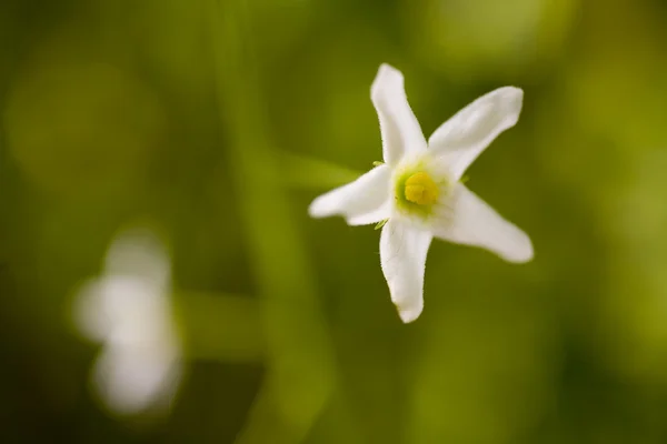 Kleine weiße Blume auf grünem Hintergrund — Stockfoto