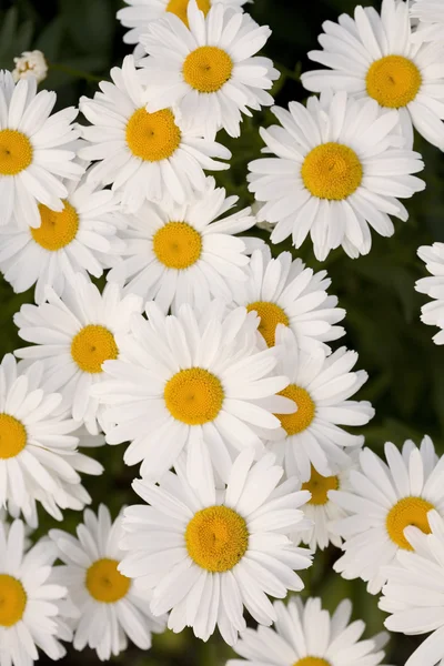 Grupp av vackra shasta prästkragar — Stockfoto