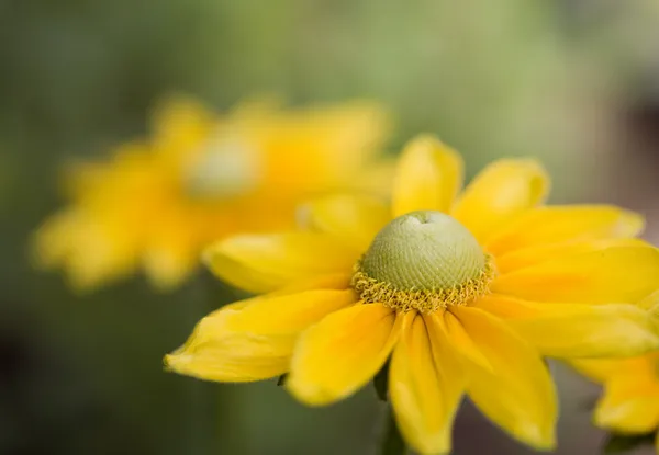 A Beautiful Yellow Daisy — Stock Photo, Image
