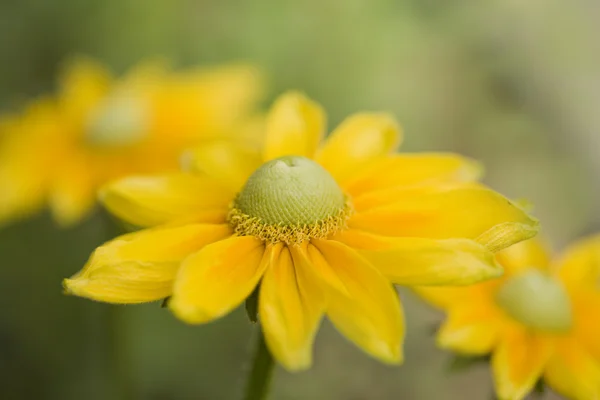 A Beautiful Yellow Daisy — Stock Photo, Image