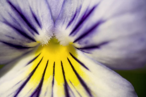 Blue and Yellow Pansy — Stock Photo, Image