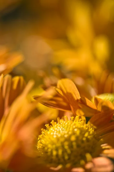 Crisantemo Naranja Resumen — Foto de Stock