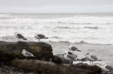 Martılar driftwood, seaside oregon üzerinde