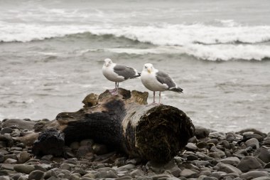 Martılar driftwood, seaside oregon üzerinde