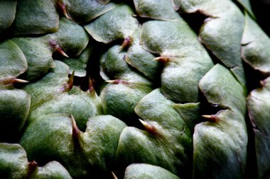 bir keskin görünümlü enginar