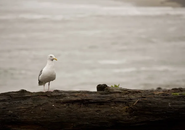 Seagull on Driftwood, Seaside Oregon — Stock Photo, Image