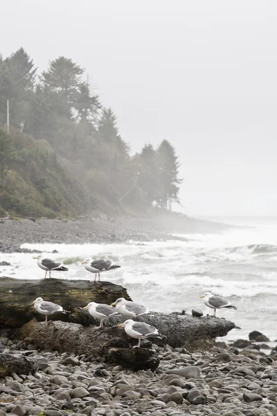 Gaviotas en Driftwood, Seaside Oregon —  Fotos de Stock