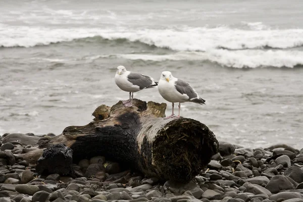 Seagulls on Driftwood, Seaside Oregon — Stock Photo, Image