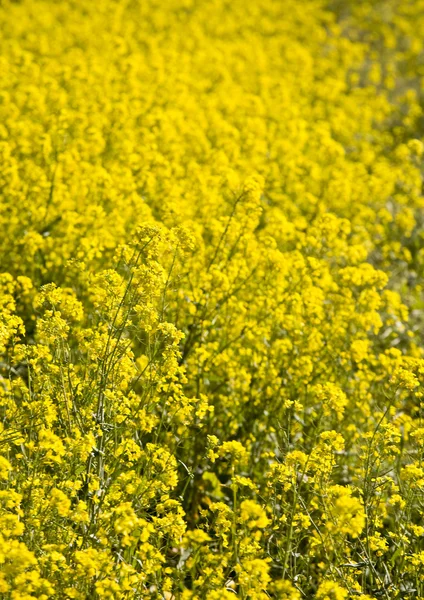 Mostarda Flores, Napa Valley — Fotografia de Stock