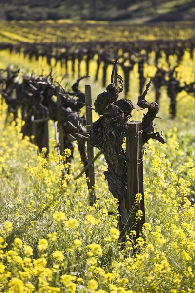 Wijnstokken en mosterd bloemen, napa valley — Stockfoto