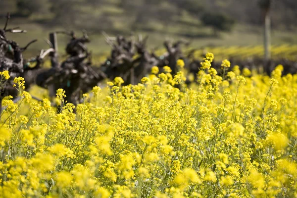 Vinrankor och senap blommor, napa valley — Stockfoto