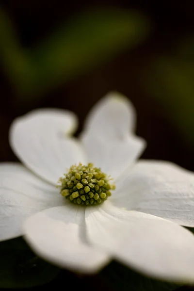 Weiße Hartriegelblüte — Stockfoto