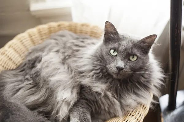 Gato gris en una cesta —  Fotos de Stock