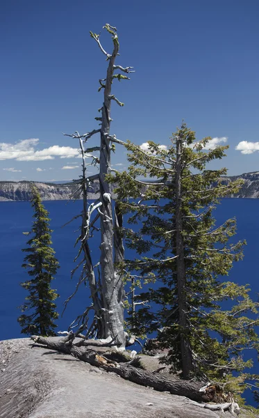 Árvore morta na borda do lago da cratera — Fotografia de Stock