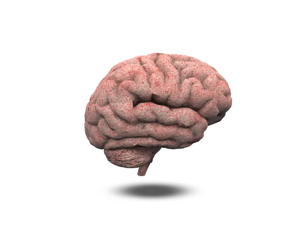 Cerebro humano — Foto de Stock