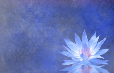 Lotus çiçeği dokulu arka plan
