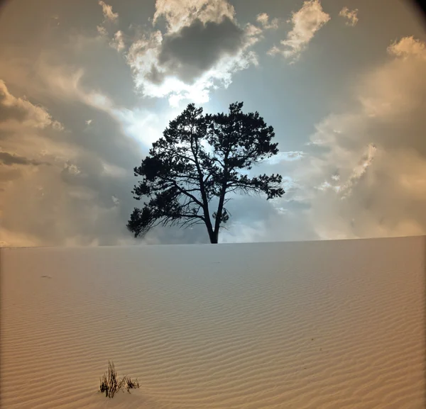 Baum wächst in Wüstenszene — Stockfoto