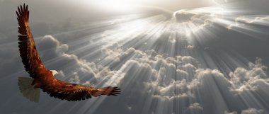 Eagle in flight above tyhe clouds clipart