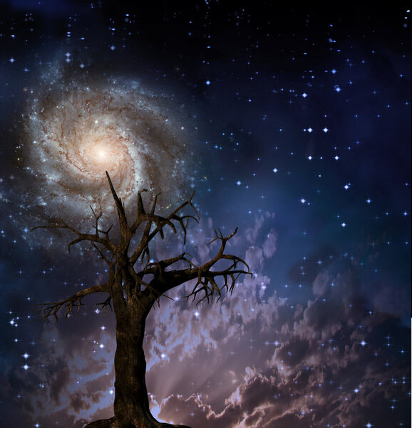 Tree and night sky with stars
