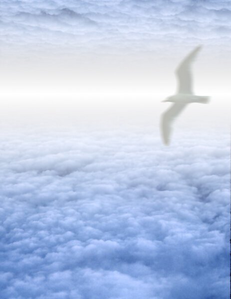 White Bird in Clouds