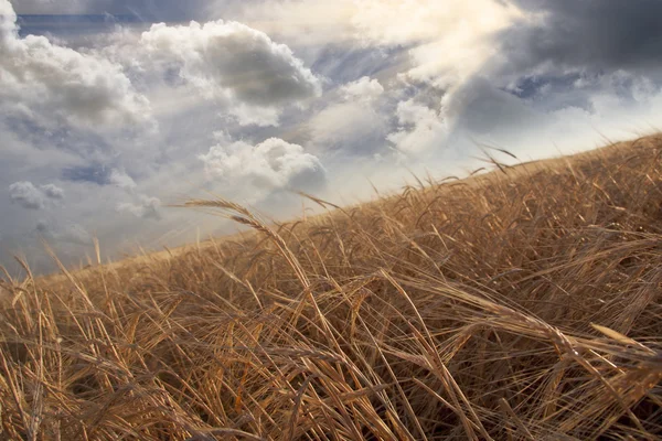 Field and Sky — Stock Photo, Image