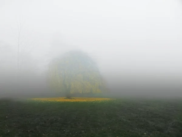 Tree in meadow — Stock Photo, Image