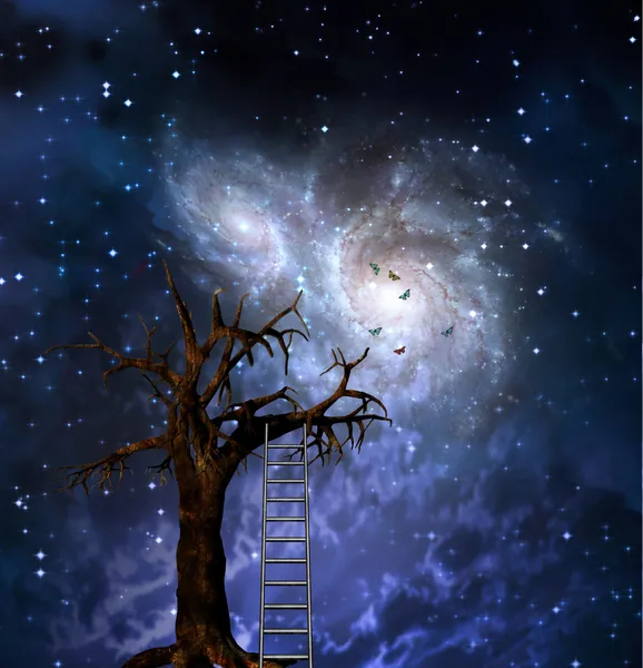 Tree with ladder and space — Stock Photo, Image