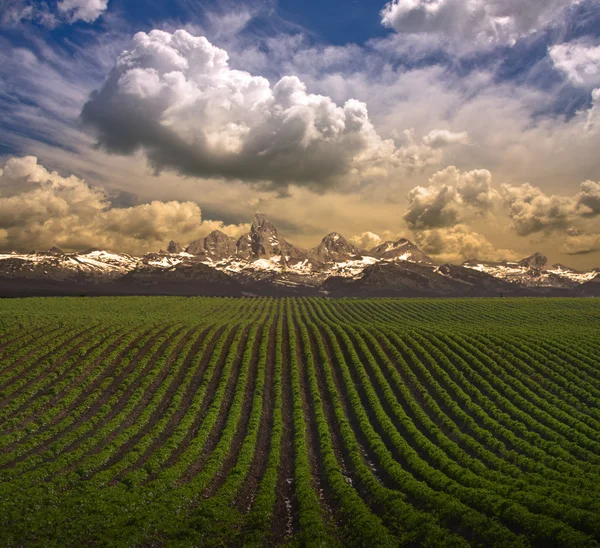 Beautiful agricultural lanscape — Stock Photo, Image
