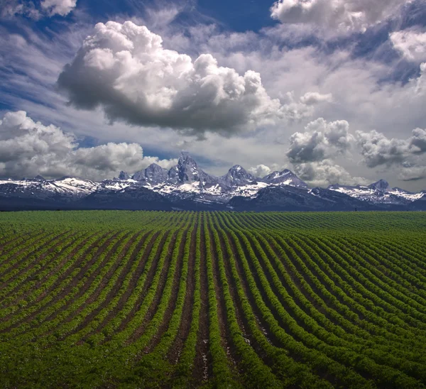 Montana USA Farm — Stock Photo, Image