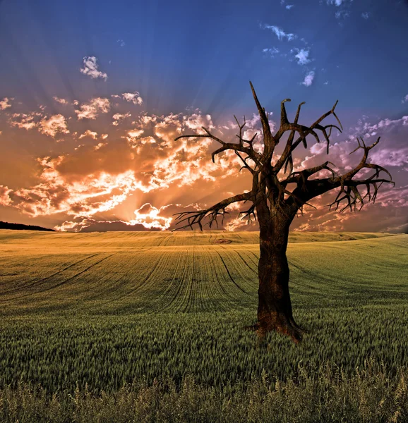 Árvore grande no por do sol ou na paisagem do nascer do sol — Fotografia de Stock