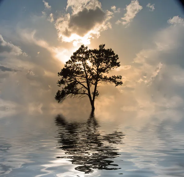 Uma árvore na água, por do sol — Fotografia de Stock