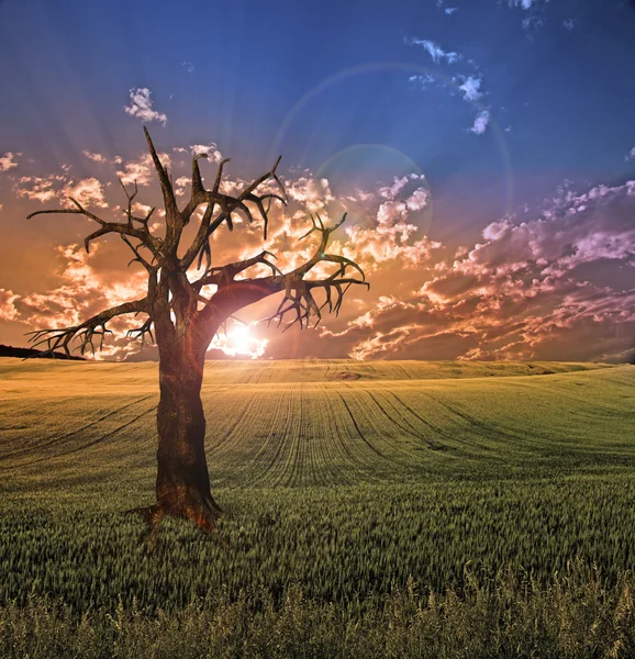 Árbol viejo en el paisaje del atardecer —  Fotos de Stock