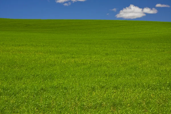 Field landscape — Stock Photo, Image