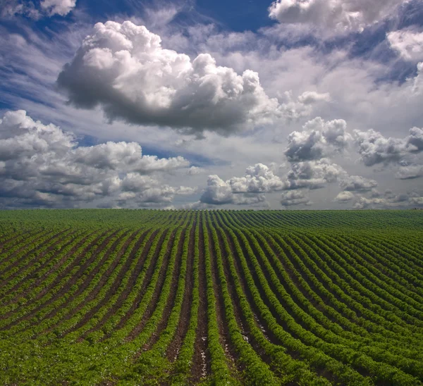 Field landscape — Stock Photo, Image