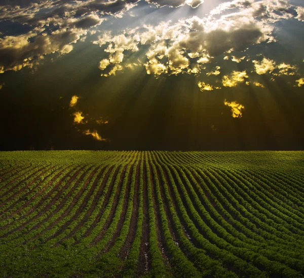 Campo con raggi di sole — Foto Stock