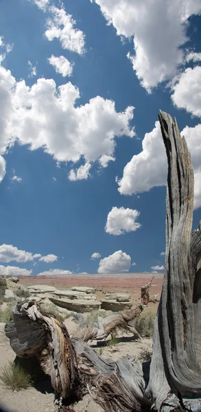 砂漠で古い木 — ストック写真