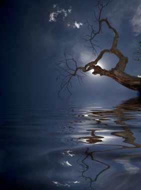gece göl yukarıda ağaçta