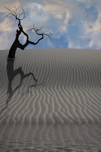 Water in desert with single tree — Stock Photo, Image