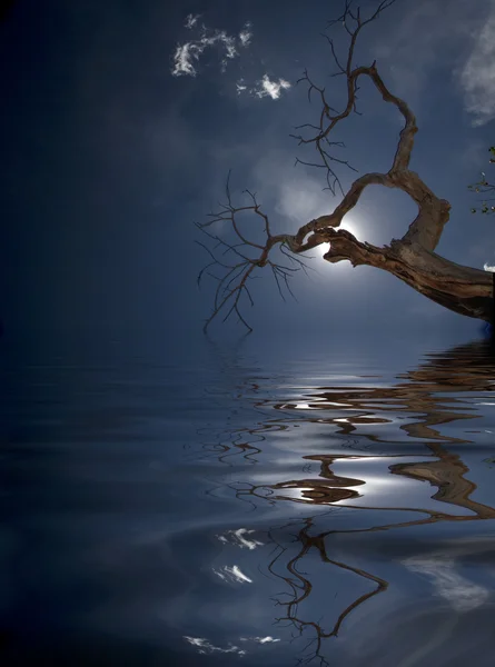 中夜湖之上的树 — 图库照片