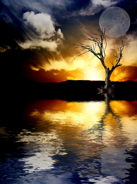 Sunset scene, alone tree and lake